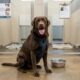 Labrador é devolvido ao abrigo por ser “grande demais” e comove ao continuar buscando abraços