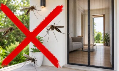 Adeus mosquitos: essa nova tendência é fácil de instalar em casa e funciona em todo lugar