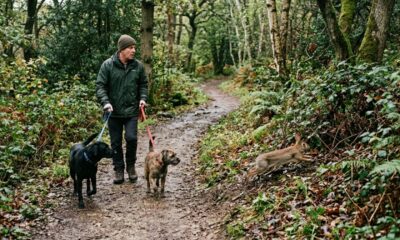 Um homem que passeava com seus cachorros viu um coelho correndo, e então entendeu a pressa