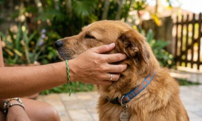 Se você não consegue resistir a acariciar um cachorro quando vê um, a psicologia tem algo a dizer sobre você