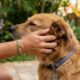 Se você não consegue resistir a acariciar um cachorro quando vê um, a psicologia tem algo a dizer sobre você
