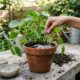 Cinza de madeira nas plantas pode virar adubo, mas exige cuidado antes de espalhar no vaso