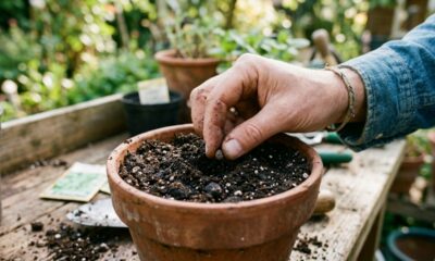 Os primeiros passos para montar uma horta do zero e deixar seus temperos sempre à mão
