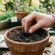 Os primeiros passos para montar uma horta do zero e deixar seus temperos sempre à mão