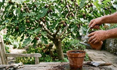 Provérbio indiano do dia, “A paciência é uma árvore de raiz amarga, mas de frutos doces”. Lições sobre espera, ansiedade, amadurecimento e por que respeitar o tempo das coisas muda resultados
