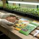 Como escolher a semente ideal para garantir uma germinação mais rápida e saudável