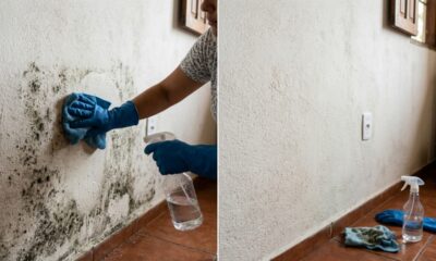 Sem usar alvejante ou detergente: como remover facilmente o mofo de paredes e tetos