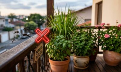 5 plantas repelentes de mosquitos para cultivar ao redor da casa e se livrar completamente dos mosquitos
