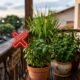 5 plantas repelentes de mosquitos para cultivar ao redor da casa e se livrar completamente dos mosquitos