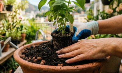 Antes de plantar muda no vaso, esse cuidado simples decide se ela pega ou enfraquece rápido