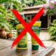 Nada de cremes ou sprays: o truque caseiro viral que muitas pessoas usam para se livrar dos mosquitos à noite