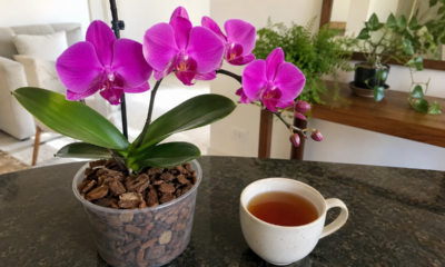 O truque simples com chá preto que pode ajudar orquídeas sem gastar com adubos caros