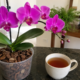 O truque simples com chá preto que pode ajudar orquídeas sem gastar com adubos caros