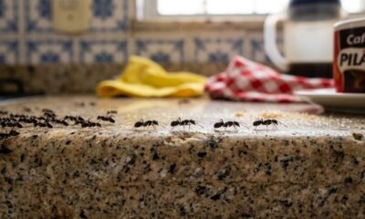 Para manter as formigas longe da varanda ou do jardim, alguns dentes de alho em um saquinho são suficientes