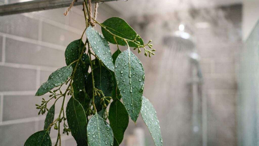 Colocar eucalipto no chuveiro: para que serve e por que a aromaterapia o recomenda