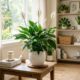 Lírio-da-paz deixa a casa elegante, mas o lugar errado atrapalha a planta