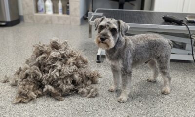 Cachorro com pelos emaranhados perde 3 kg de pelo e fica irreconhecível