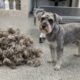Cachorro com pelos emaranhados perde 3 kg de pelo e fica irreconhecível