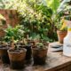 O jeito certo de semear em vasos e fazer suas plantas nascerem com mais força desde o início