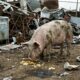 Resgatadora encontra porca abandonada em ferro-velho e salva animal com batatas fritas