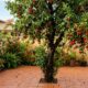 Essa árvore frutífera é fácil de plantar, não racha o piso do seu jardim e da frutos doces