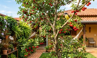 Essa fruta antiga que atrai pássaros, é facil de plantar, da frutos o ano todo e deixa o quintal mais vivo voltou a ser procurada por jardineiros