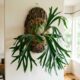Planta chifre-de-veado se destaca como opção exótica ideal para decorar paredes