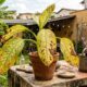 Os sinais na planta que mostram quando ela está pedindo nutrientes com urgência