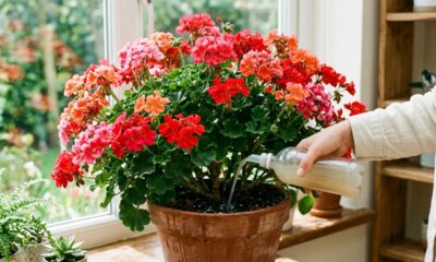 Fertilizante caseiro que faz plantas explodirem de flores está sendo usado por quem entende de cultivo