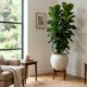 Plantas altas para sala preenchem cantos vazios e mudam o ambiente