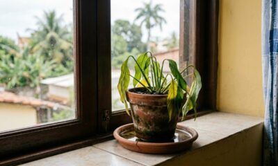 Os erros mais comuns que travam o crescimento das plantas dentro de casa sem você perceber