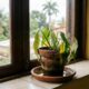 Os erros mais comuns que travam o crescimento das plantas dentro de casa sem você perceber