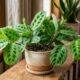 Maranta bonita por mais tempo: o cuidado simples que mantém as folhas firmes e coloridas
