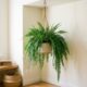 Essas plantas pendentes deixam qualquer cantinho da casa com cara nova