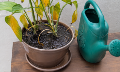 O erro comum ao regar plantas que deixa folhas amarelas mesmo quando você acha que está cuidando bem