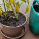 O erro comum ao regar plantas que deixa folhas amarelas mesmo quando você acha que está cuidando bem