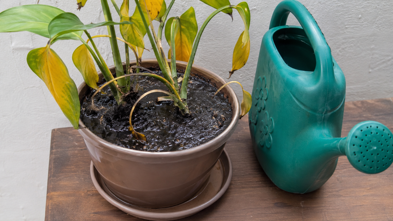 O erro comum ao regar plantas que deixa folhas amarelas mesmo quando você acha que está cuidando bem