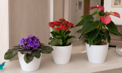 5 plantas de interior com flores que quase não dão trabalho e deixam a casa mais bonita