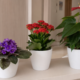 5 plantas de interior com flores que quase não dão trabalho e deixam a casa mais bonita
