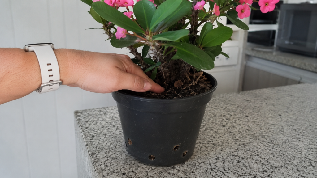 5 plantas de interior com flores que quase não dão trabalho e deixam a casa mais bonita
