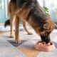 Melhores alimentos permitidos para cachorros que ajudam na saúde e no bem-estar