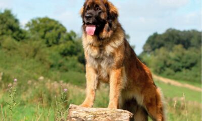 Pesquisa revela que humanos já enterravam cães com rituais na Era do Gelo