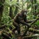 Cientistas podem ter descoberto o último ancestral comum entre humanos e macacos