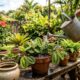 Como nutrir suas plantas corretamente e manter folhas, raízes e flores mais saudáveis