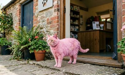 Gato rosa surpreende equipe de abrigo ao surgir na porta