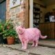 Gato rosa surpreende equipe de abrigo ao surgir na porta