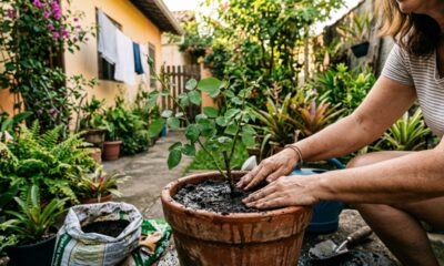 Como fazer muda de rosa usando galho sem complicar o processo em casa
