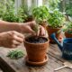 Essa planta tem a folha rica em aroma e antioxidantes que ajuda a temperar carnes, legumes e chás cresce sem esforço em casa