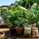 Os tipos de adubo para plantas que ajudam no crescimento rápido e deixam o cultivo mais vigoroso