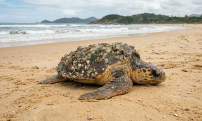 Equipes de resgate removem cracas de tartaruga marinha doente e salvam animal